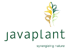 JAVA PLANT